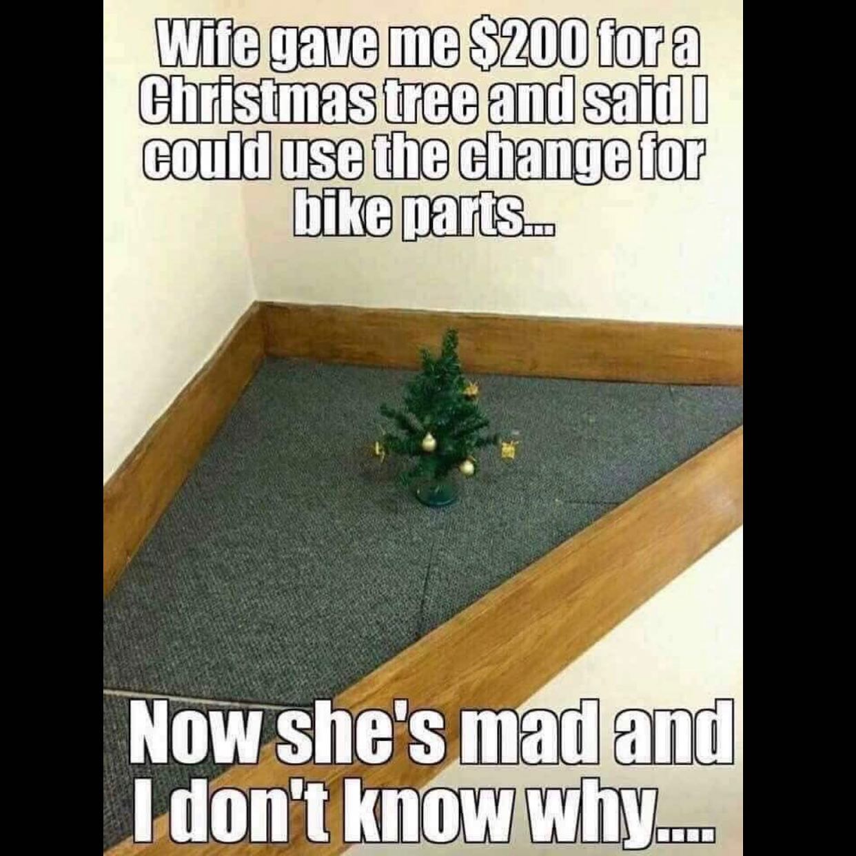 christmas tree.jpg